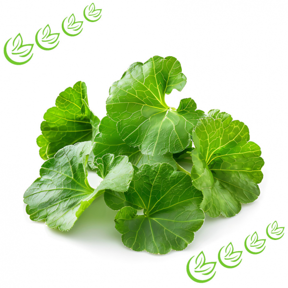 Centella Asiatica Extrakt 5 l